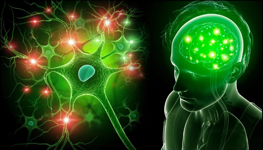 nevroni, povezave v možganih