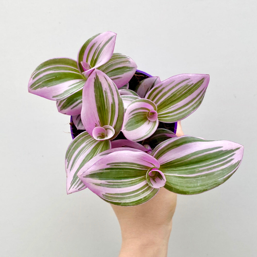 10 Unbelievable Patterned Variegated Indoor Plants - Silver Inch Plant