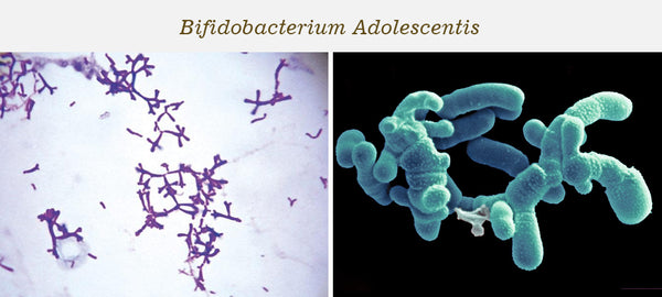 Bifidobacterium adolescentis пробиотик