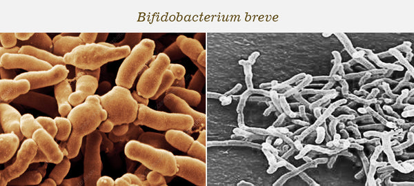 Bifidobacterium breve пробиотик