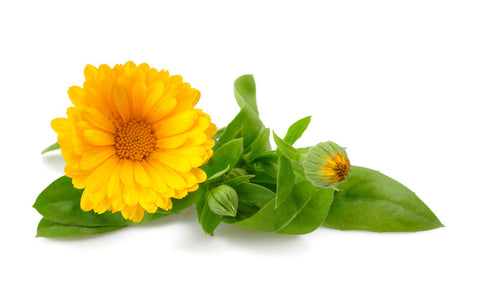 Organic Calendula