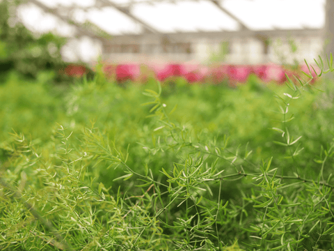 plants in greenhouse image