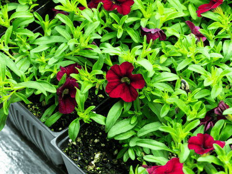 flowers in greenhouse