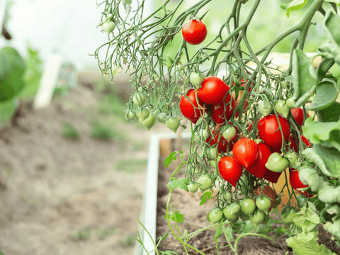 tomatoes in greenhouse