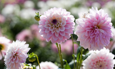 Dahlias image