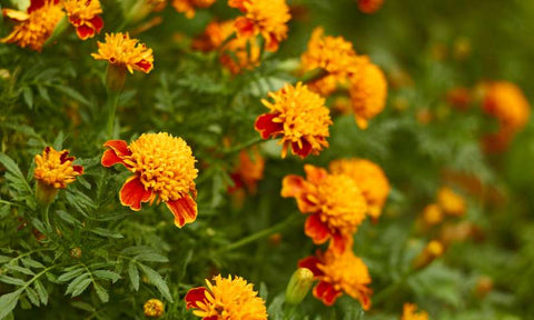 marigold image