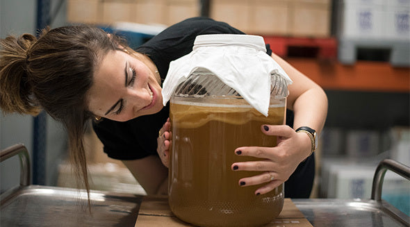 Scoby para hacer Kombucha casera