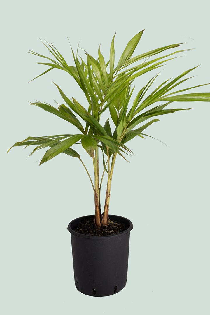 Bangalow Palm Cluster - 10L / 25cm / XL – PlantHouse