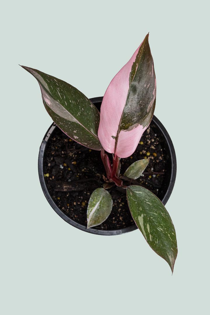 Philodendron Pink Princess - Indoor Plant - PlantHouse NZ