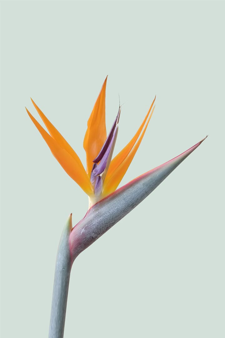 Bird of Paradise - Strelitzia reginae  / 17cm / Medium – PlantHouse