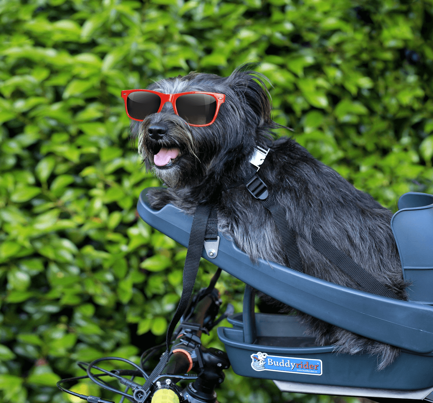 buddyrider dog seat