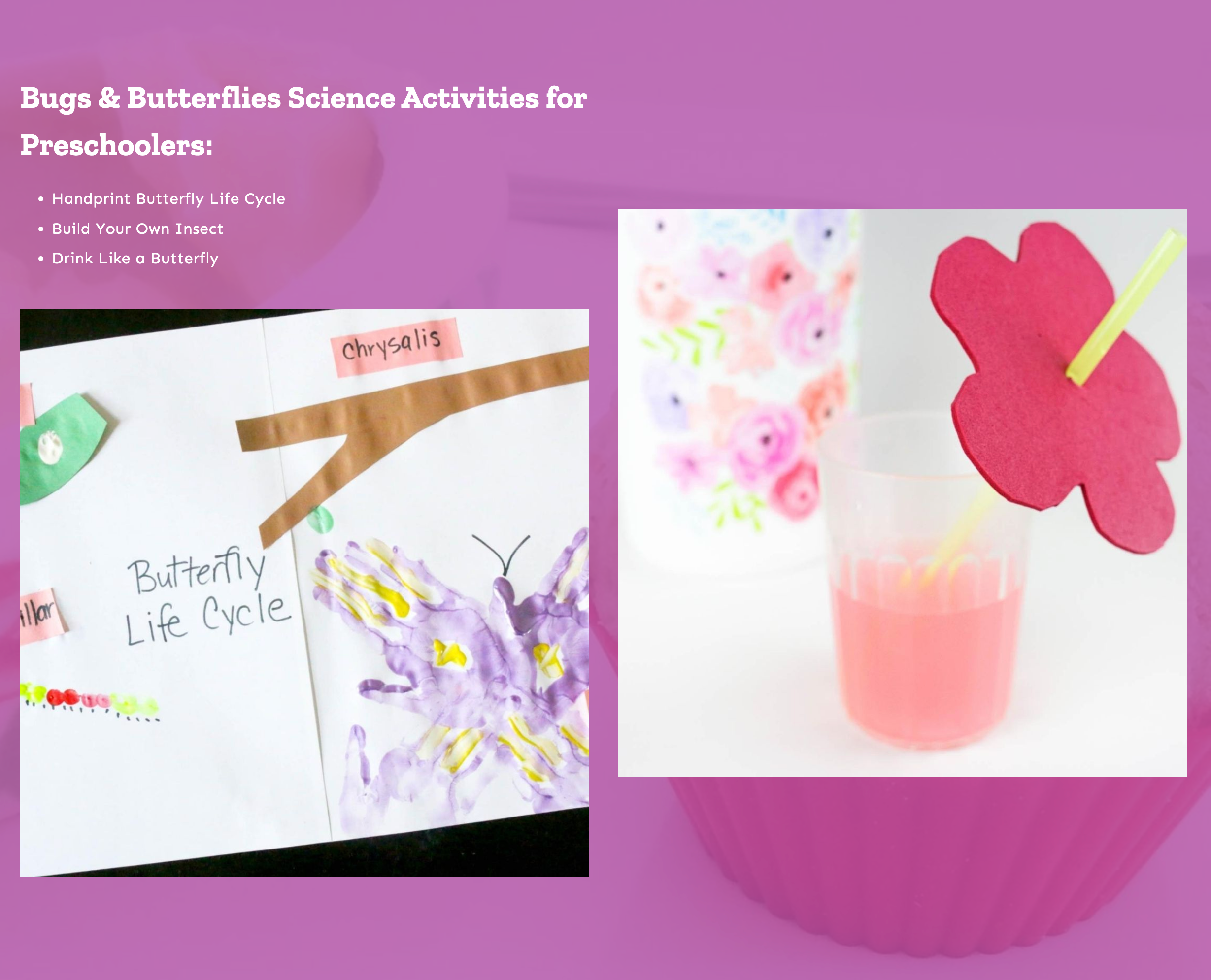list of bugs and butterflies science activities