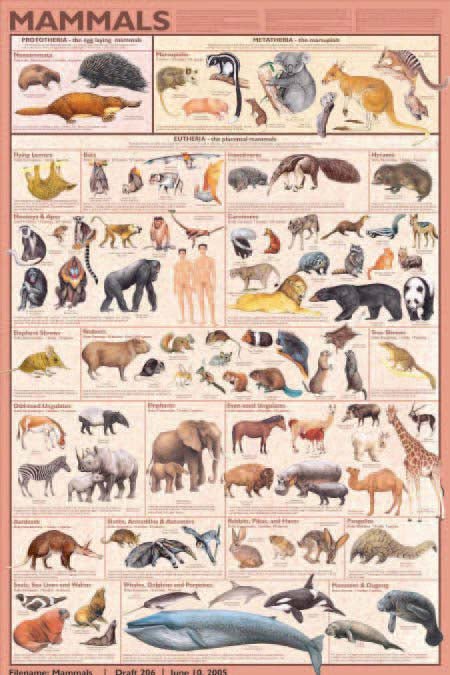 Mammals Poster | Item # 16331