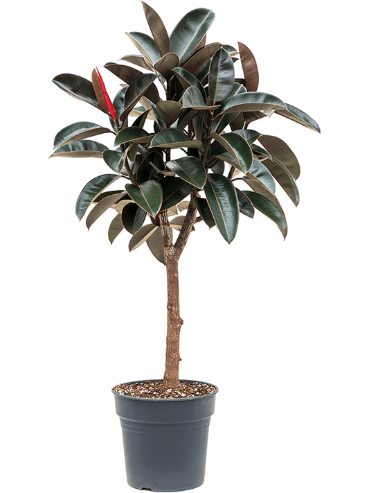 Ficus Tineke (Real) – Toronto Paradise Plants