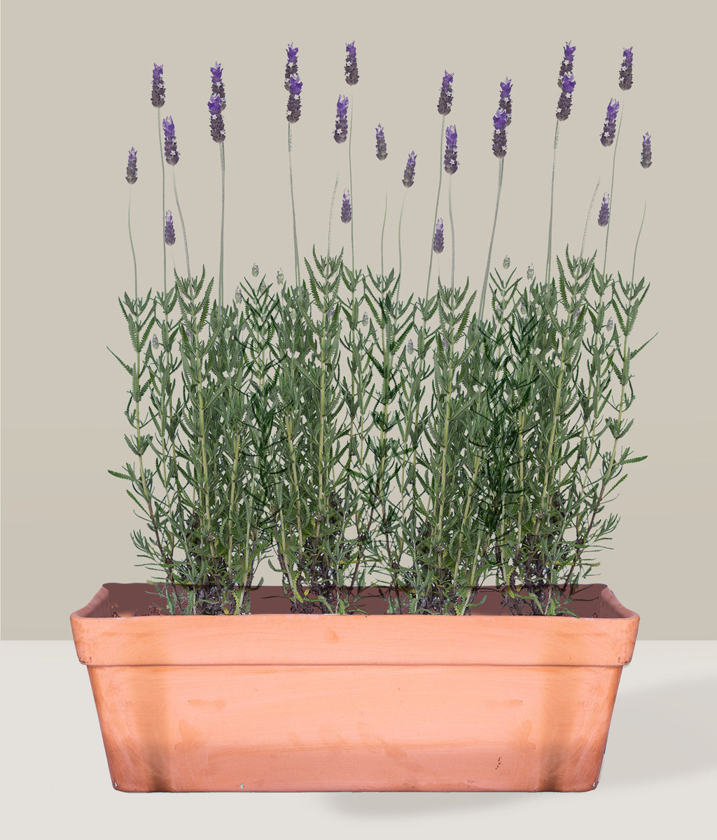 Lavanda – PLANTITAMX