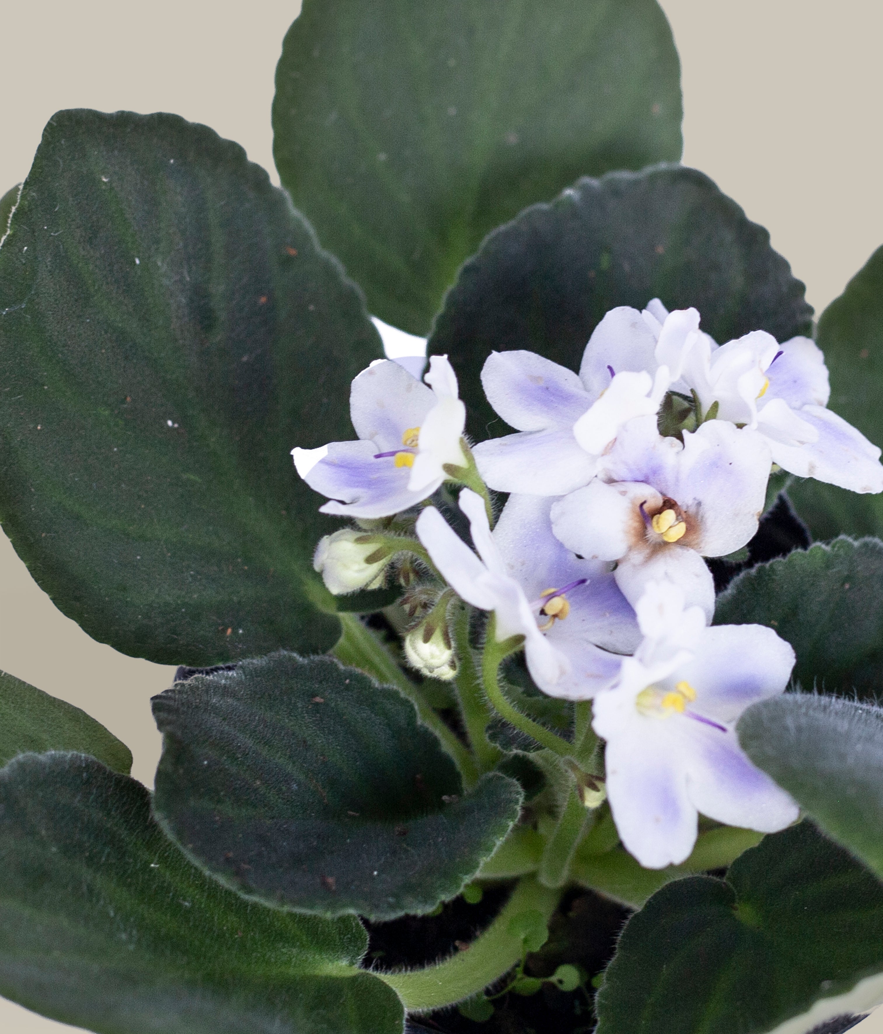 Violeta Africana – PLANTITAMX