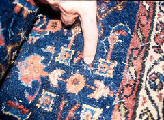 moth evidence in carpet