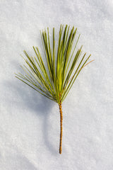 pine needles