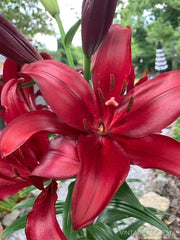 red highland lily