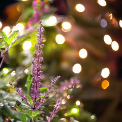 holy basil with lights in the background