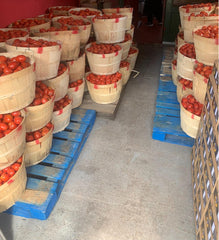 Fresh Tomato Barrel