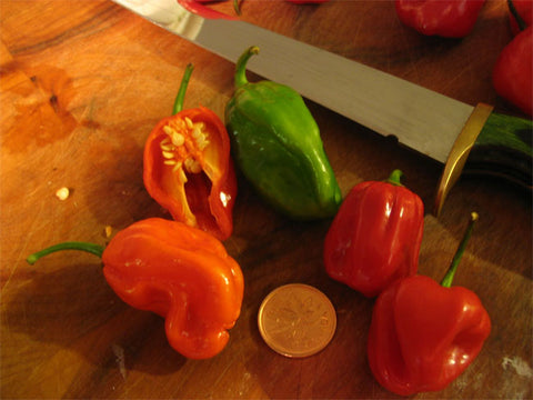 Bahamian Goat peppers grown in Eleuthera.