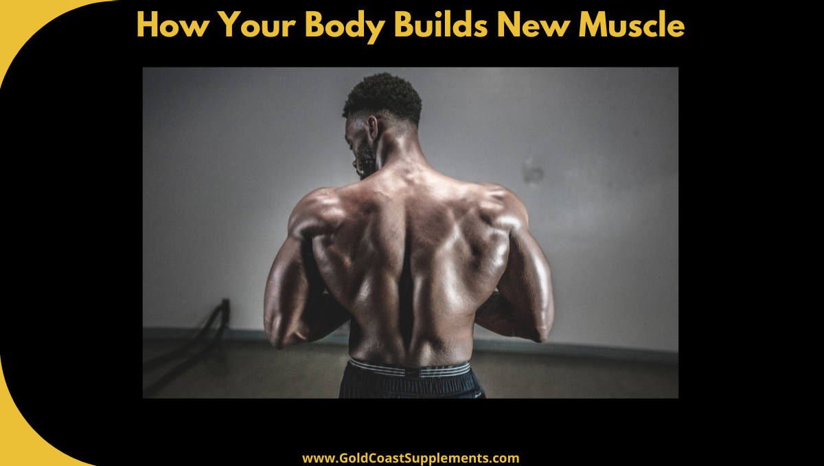 How Your Body Builds New Muscle