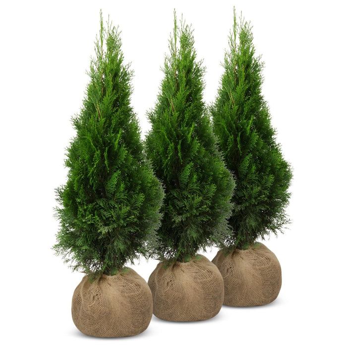 Thuja SMARAGD, Lebensbaum Heckenpflanze, 100-110 cm - 20 Stk. —  