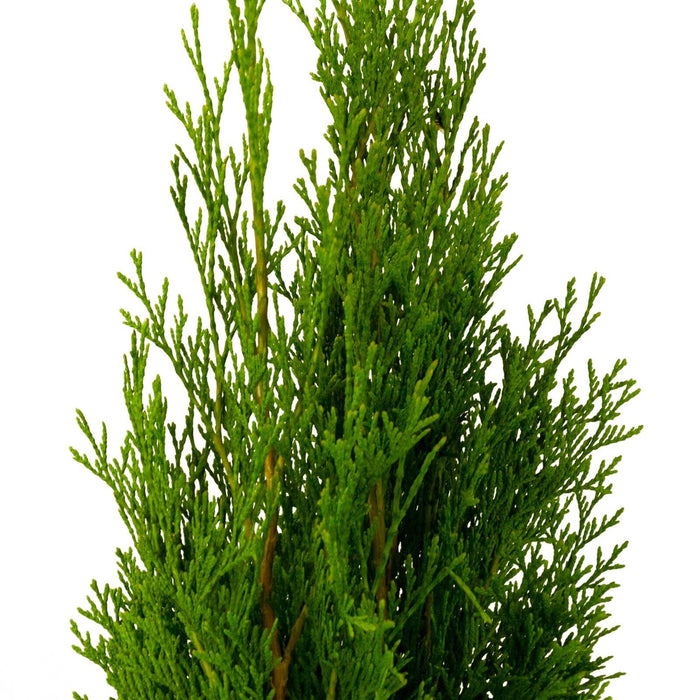 Thuja SMARAGD, Lebensbaum Heckenpflanze, 100-110 cm - 20 Stk. —  