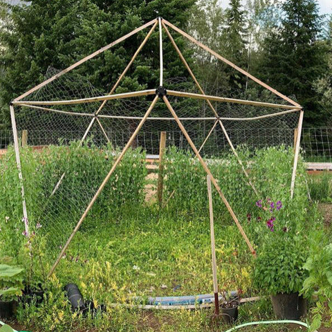 Magidome geodesic dome pea trellis