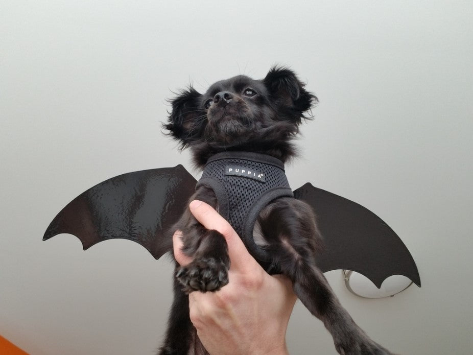 Dog with a 3D-printed bat wings