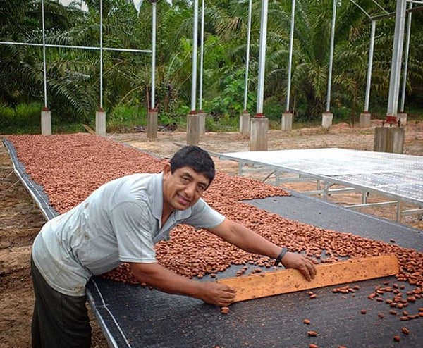 a man leans over drying beds of cacao in a greenhouse