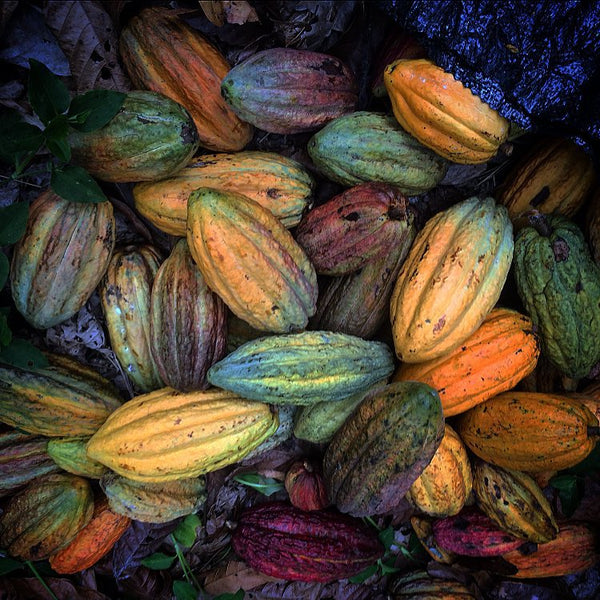 cacao pods of different colors in a pile