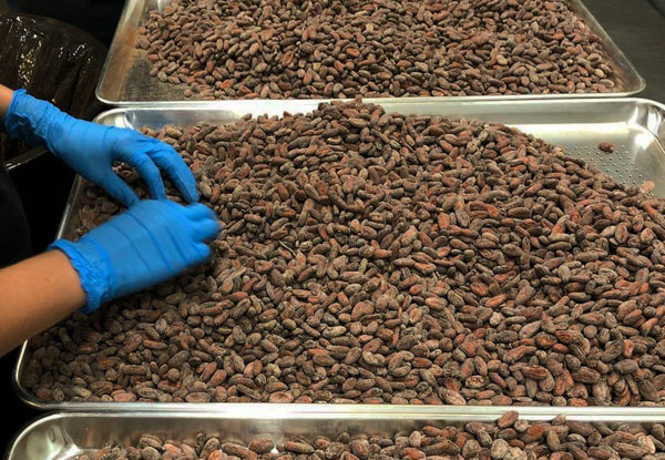 a woman with blue gloves sorts cacao beans in trays