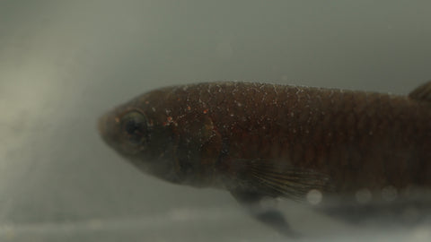 Betta Mandor male with velvet disease