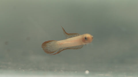 betta uberis after velvet treatment