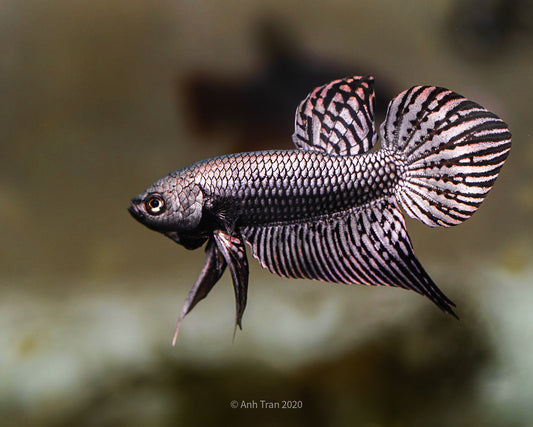 Royal Blue Alien Wild Betta Live Fish – Houston Aqua