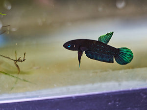 betta coccina for sale