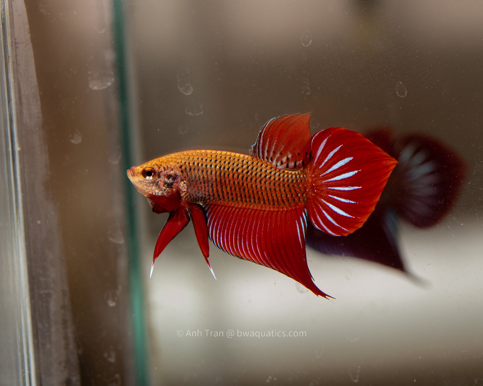 Betta Splendens Red Spade Tail Rare Bettas Bwaquatics