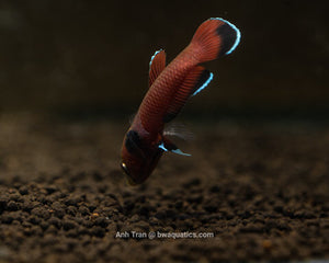 betta channoides for sale