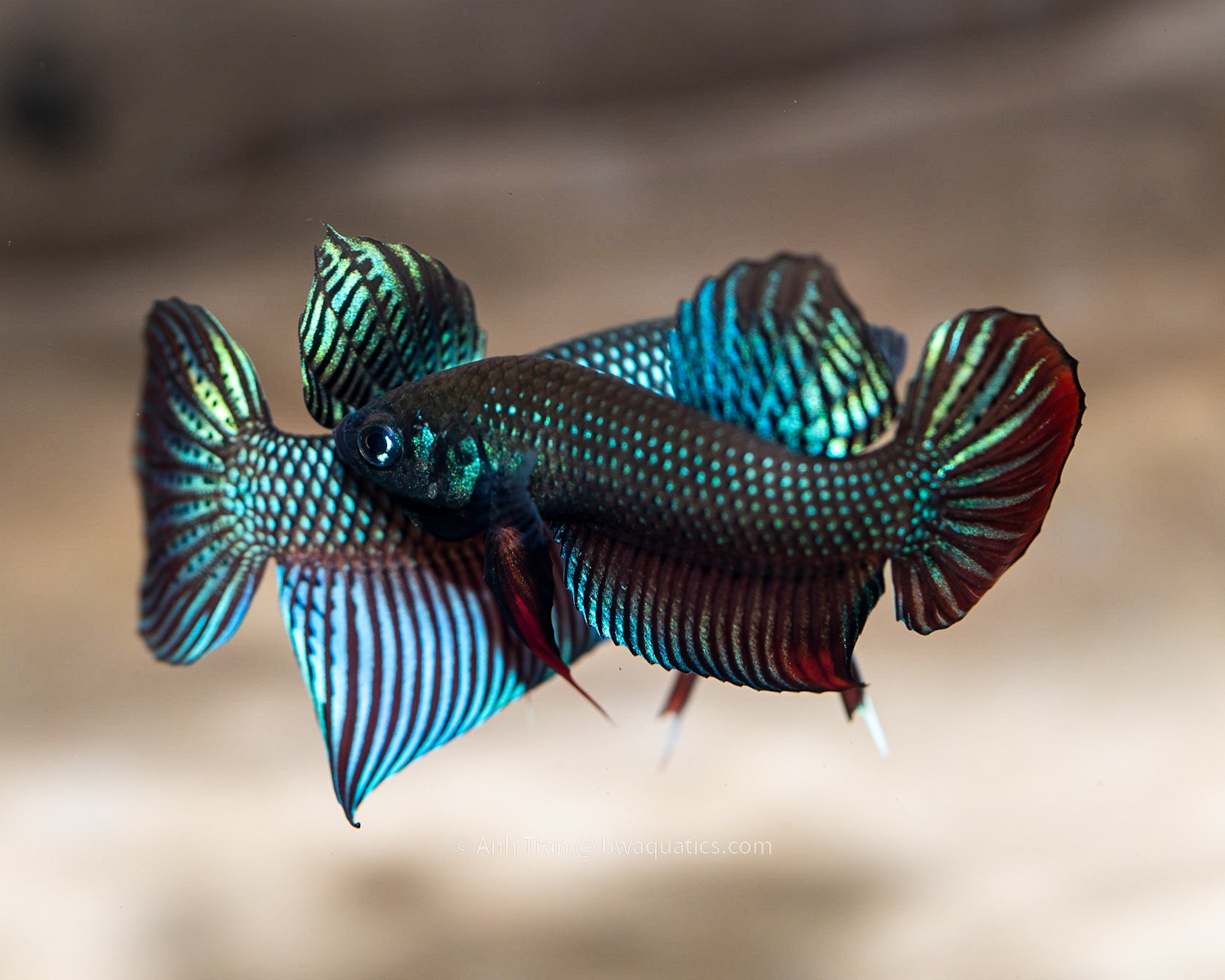 Betta Imbellis True Wild Vietnam Wild Type Bettas Bwaquatics