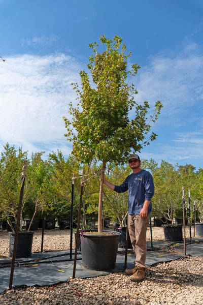 The Tree Place Shantung Maple