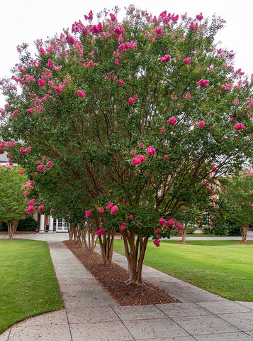 <a href="https://commons.wikimedia.org/wiki/File:Row_of_Crape_Myrtle_Trees_-_52210460040.jpg">Alabama Extension</a>, CC0, via Wikimedia Commons