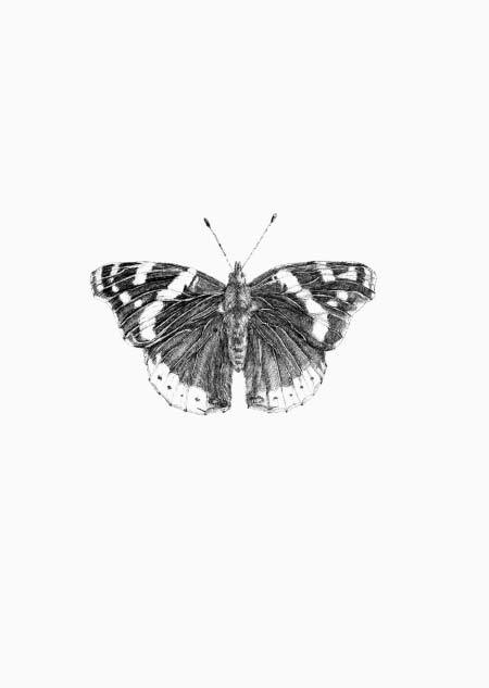 Ellende geleidelijk Opblazen Inkylines - Kaart Atalanta Vlinder (zwart-wit) | DutchMills