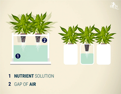 Weed planted using the Kratky method. The nutrient solution reduces upon uptake by the crop's roots. 