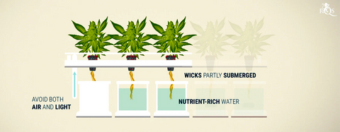 Weed grown using the wick method. The wick helps the root access the nutrients and water in the reservoir. 