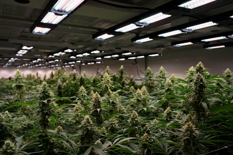 What you need to know about growing weed