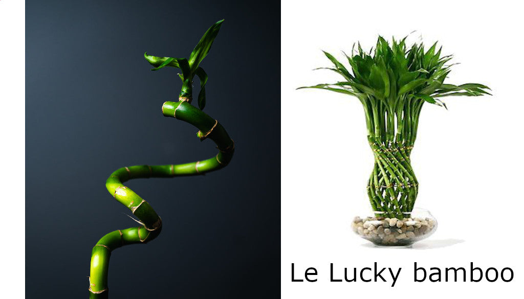 Plantes Faciles d'entretien - Le Lucky Bamboo - Atelier Macramé