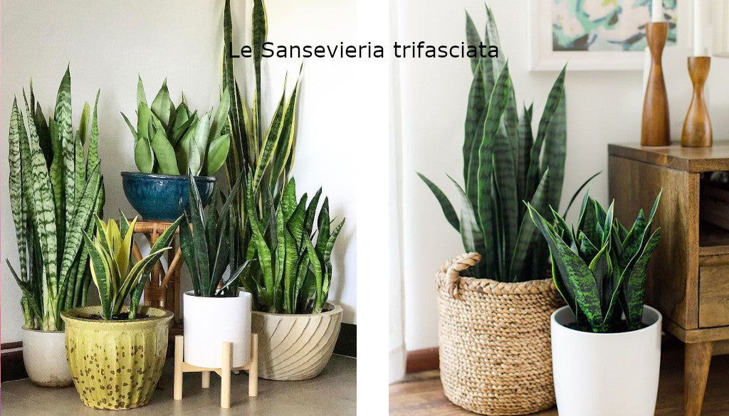 Plantes Faciles d'entretien - Sansevieria trifasciata - Atelier macramé