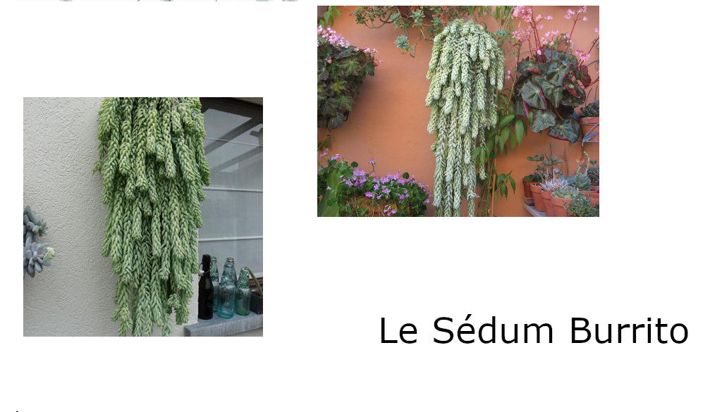 Plantes Faciles d'entretien - Le sédum burrito - Atelier macramé